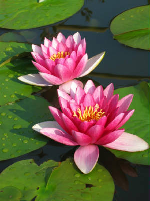 water-lilly-s82w.jpg